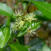 Blachia umbellata (Willd.) Baill.
